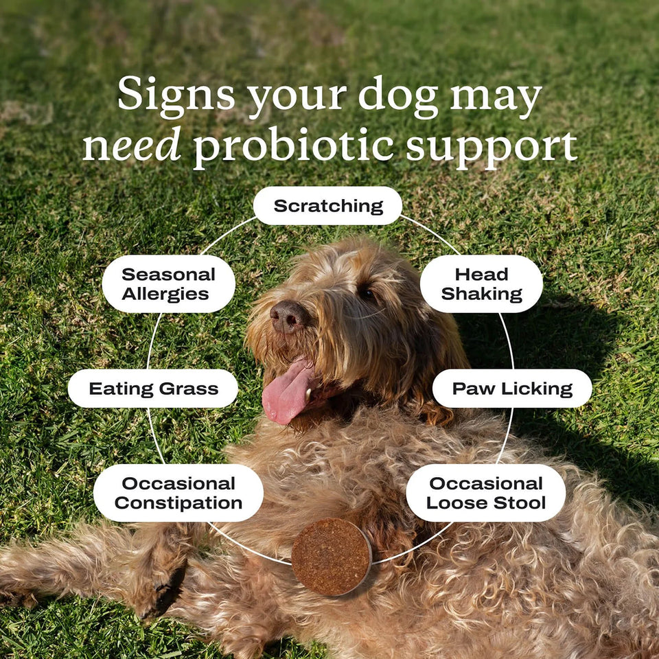 Probiotic Digestive Chews for Dogs