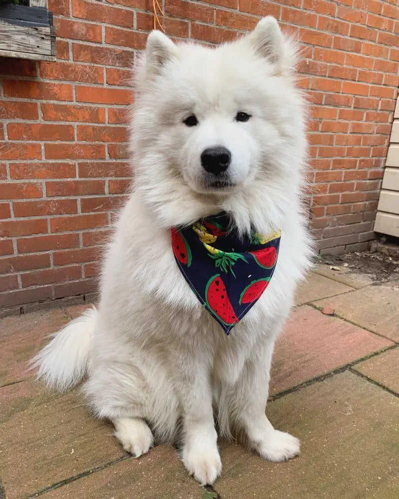 Pet saliva towel Fruit pet scarf Cotton dog triangle scarf Summer pet supplies accessories wholesale