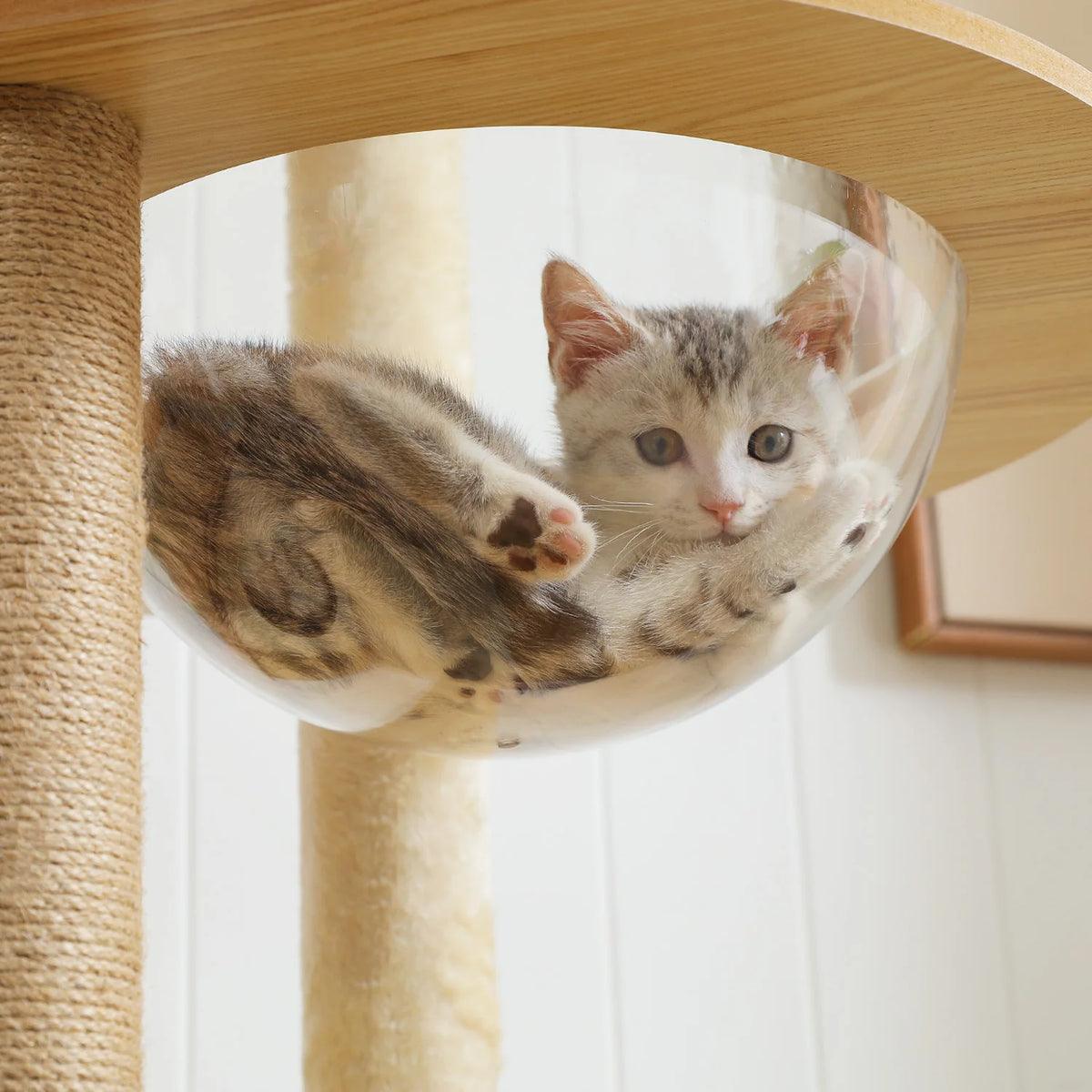 Multi-Level Wood Cat Tree with Condo & Hammock
