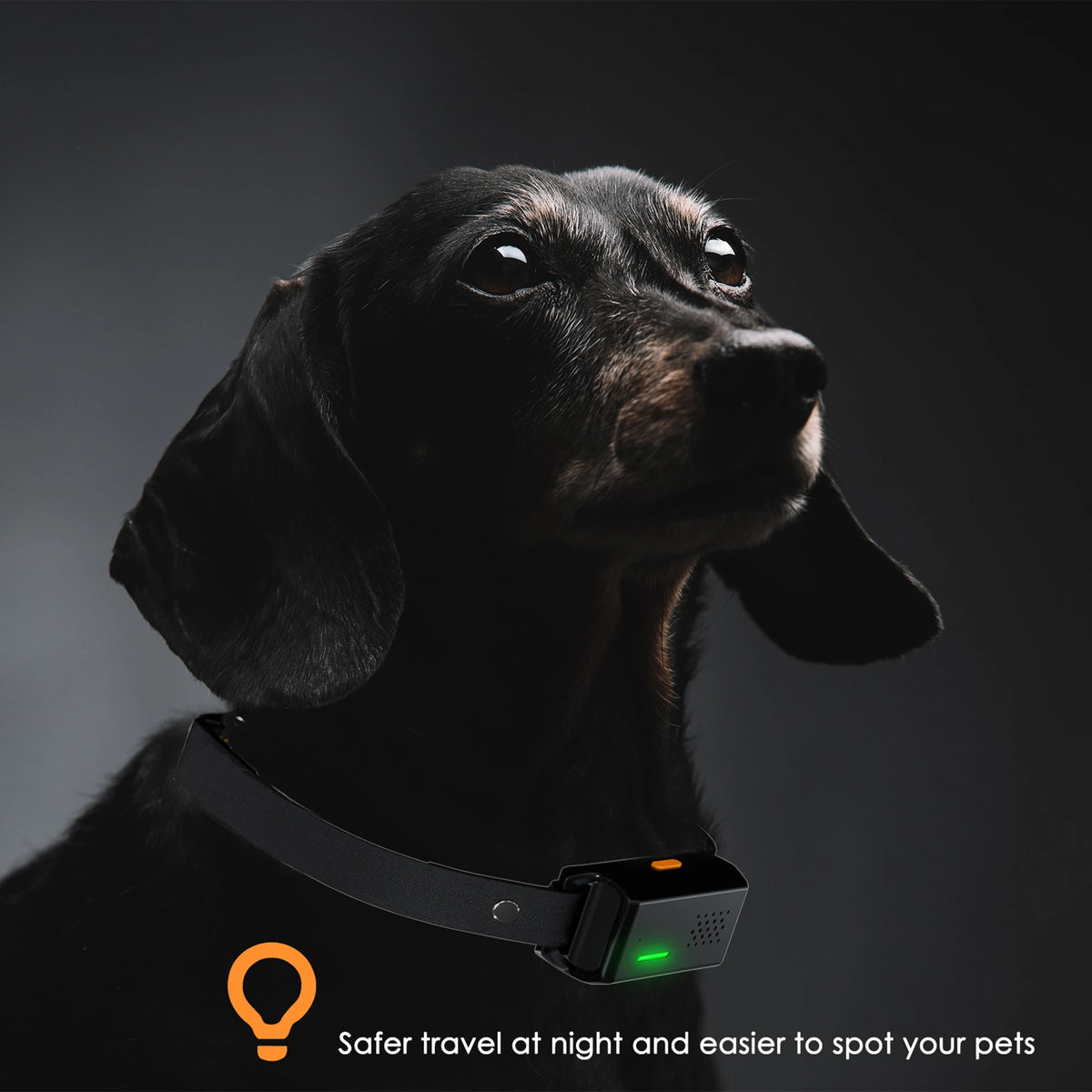 Remote Dog Training & Anti-Bark Collar