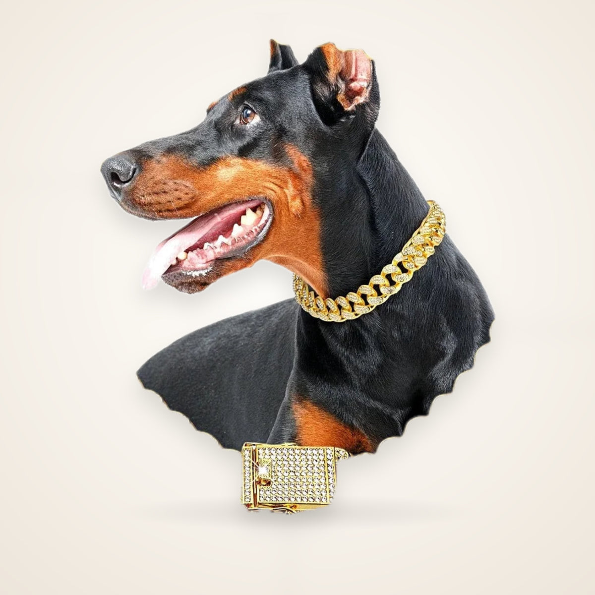 Gold Metal Chain Collar for Dogs & Cats – studio photo