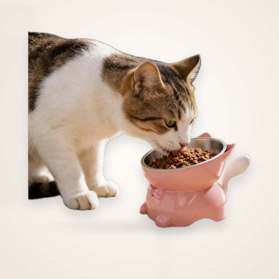 Raised Tilted Stainless Steel Cat Bowl – studio photo