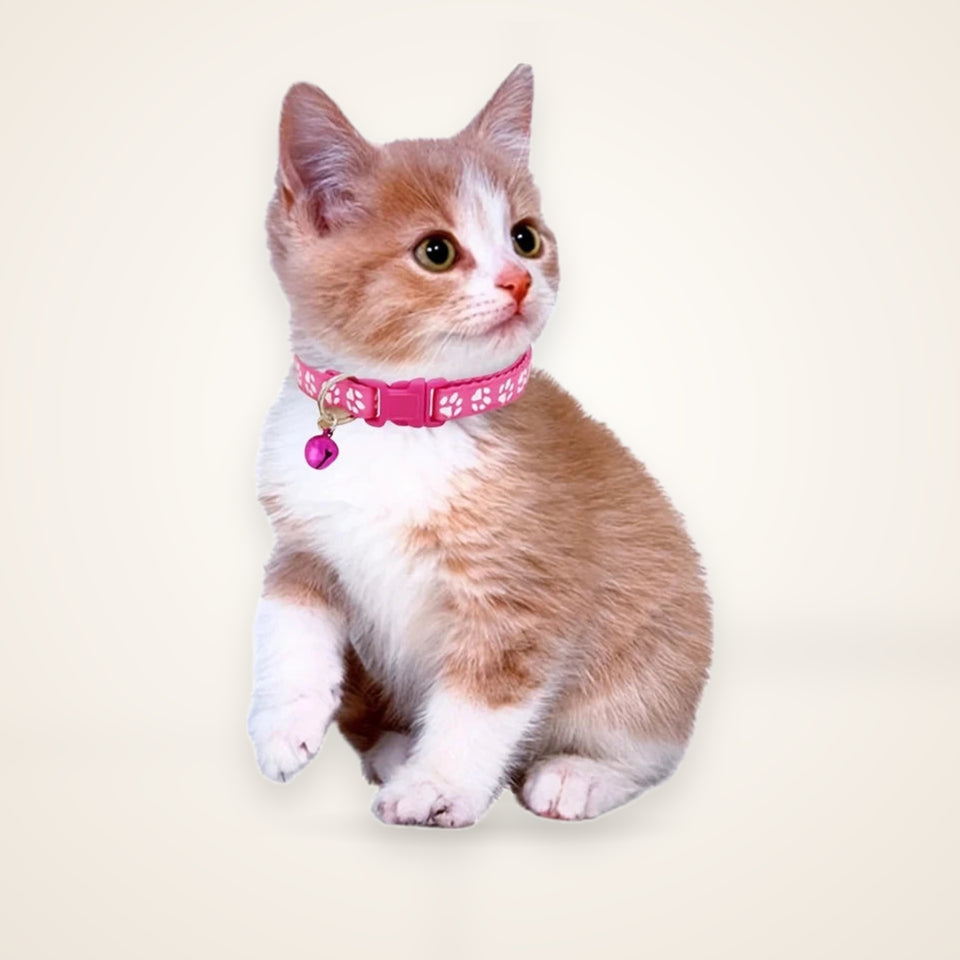 Colorful Adjustable Cat Collar with Bell – studio photo