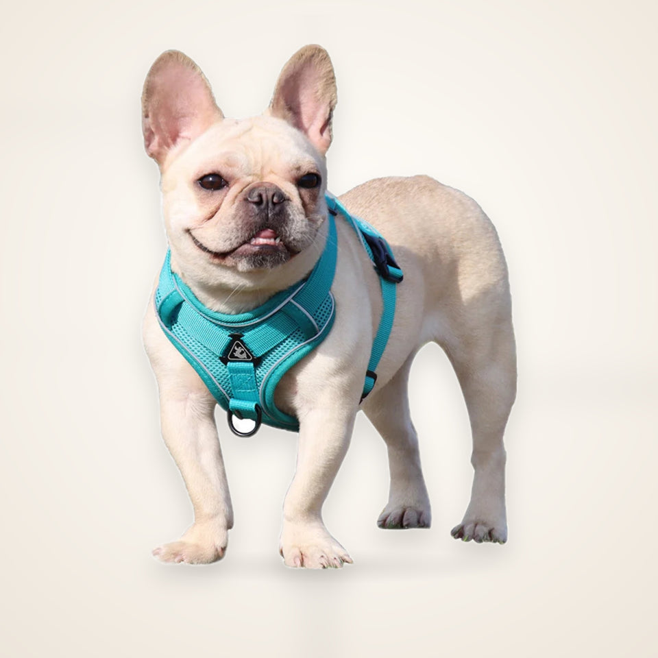 Vest Harness & Leash Set for Small Dogs – studio photo