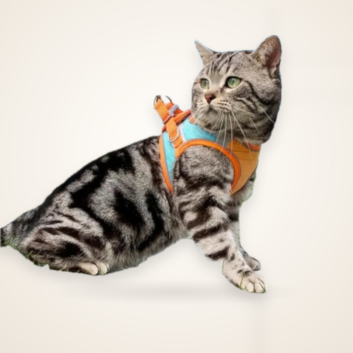 Reflective Escape-Proof Cat Harness & Leash – studio photo