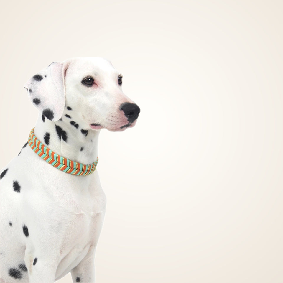 Colorful Adjustable Collar for Dogs & Cats – studio photo