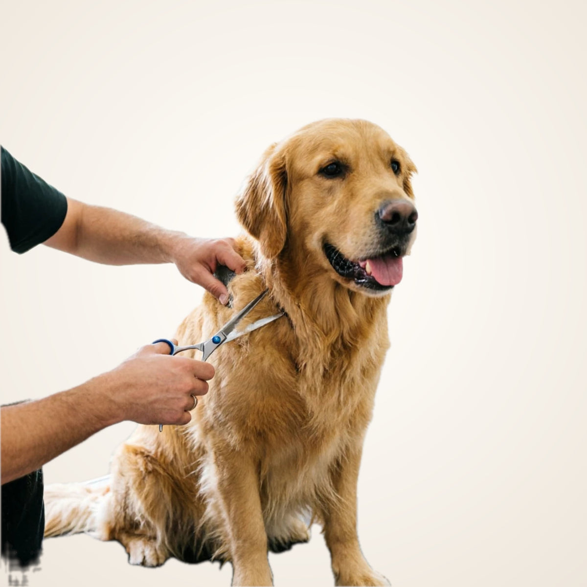 Professional Pet Grooming Scissors Kit – studio photo